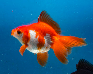 Red and White Fantail Goldfish (3.5-4.25 inches)
