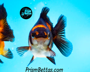 Orange and Black Oranda (3.25+ inches nose to tail)