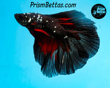 Load image into Gallery viewer, Red Devil Copper Blacklight Doubletail Halfmoon Male