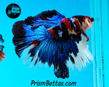 Load image into Gallery viewer, Koi Halfmoon Male