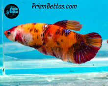 Load image into Gallery viewer, Candy Koi Giant Halfmoon Plakat Female
