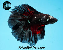 Load image into Gallery viewer, Red Devil Copper Blacklight Doubletail Halfmoon Male
