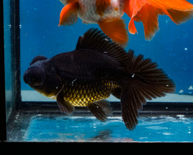 Black Butterfly Telescope Goldfish (3.5-4.25 inches)