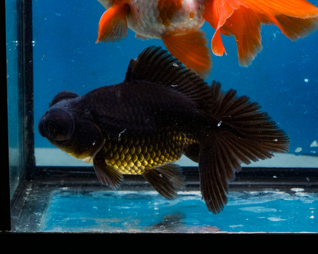 Black Butterfly Telescope Goldfish (3.5-4.25 inches)