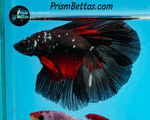 Load image into Gallery viewer, Red Devil Copper Blacklight Doubletail Halfmoon Male