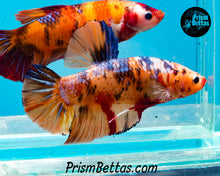 Load image into Gallery viewer, Candy Koi Giant Halfmoon Plakat Male