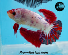 Load image into Gallery viewer, Marble Halfmoon Female