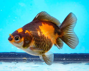 Orange and Black Oranda (3.25+ inches nose to tail)