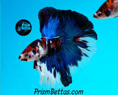 Koi Halfmoon Male