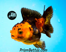 Load image into Gallery viewer, Orange and Black Shortbodied Oranda (2.75+ inches nose to tail)