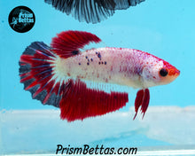 Load image into Gallery viewer, Marble Halfmoon Female