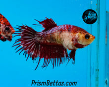 Load image into Gallery viewer, Marble Crowntail Female