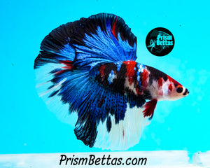 Koi Halfmoon Male