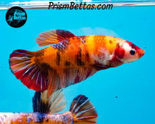 Load image into Gallery viewer, Candy Koi Giant Halfmoon Plakat Female