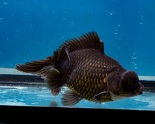 Load image into Gallery viewer, Black Butterfly Telescope Goldfish (3.5-4.25 inches)