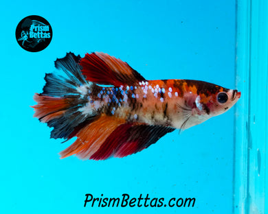 Candy Koi Halfmoon Female