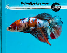 Load image into Gallery viewer, Marble Halfmoon Female