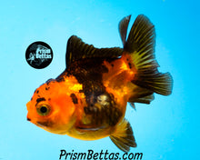 Load image into Gallery viewer, Orange and Black Shortbodied Oranda (2.75+ inches nose to tail)