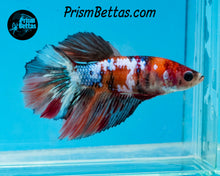 Load image into Gallery viewer, Marble Halfmoon Female