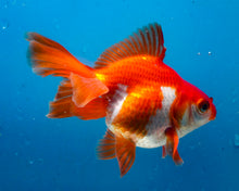 Load image into Gallery viewer, Red and White Fantail Goldfish (3.5-4.25 inches)