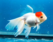 Load image into Gallery viewer, Red Capped Oranda Goldfish (3.5-4.25 inches)
