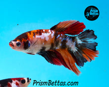 Load image into Gallery viewer, Candy Koi Halfmoon Female