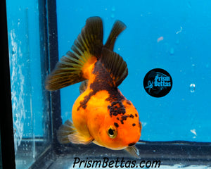 Orange and Black Shortbodied Oranda (2.75+ inches nose to tail)