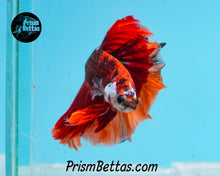 Load image into Gallery viewer, Chocolate Candy Koi Butterfly Halfmoon Male