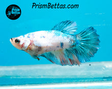 Load image into Gallery viewer, Marble Halfmoon Female