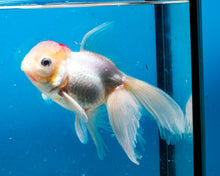 Load image into Gallery viewer, Red Capped Oranda Goldfish (3.5-4.25 inches)