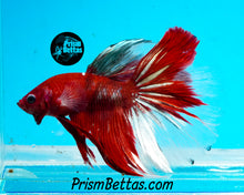 Load image into Gallery viewer, Copper Koi Halfmoon Male
