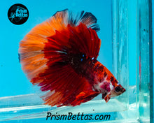 Load image into Gallery viewer, Chocolate Candy Koi Butterfly Halfmoon Male