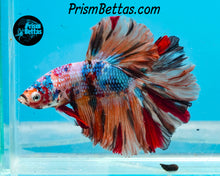 Load image into Gallery viewer, Rainbow Marble Rosetail Halfmoon Male