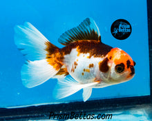 Load image into Gallery viewer, Tricolor Oranda (3.5+ inches nose to tail)