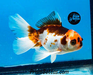 Tricolor Oranda (3.5+ inches nose to tail)