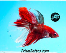 Load image into Gallery viewer, Copper Koi Halfmoon Male