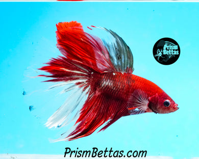 Copper Koi Halfmoon Male