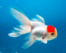 Load image into Gallery viewer, Red Capped Oranda Goldfish (3.5-4.25 inches)