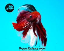 Load image into Gallery viewer, Copper Koi Halfmoon Male