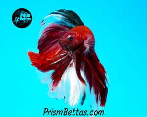 Copper Koi Halfmoon Male