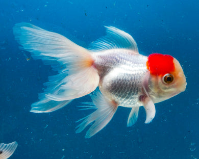 Red Capped Oranda Goldfish (3.5-4.25 inches)