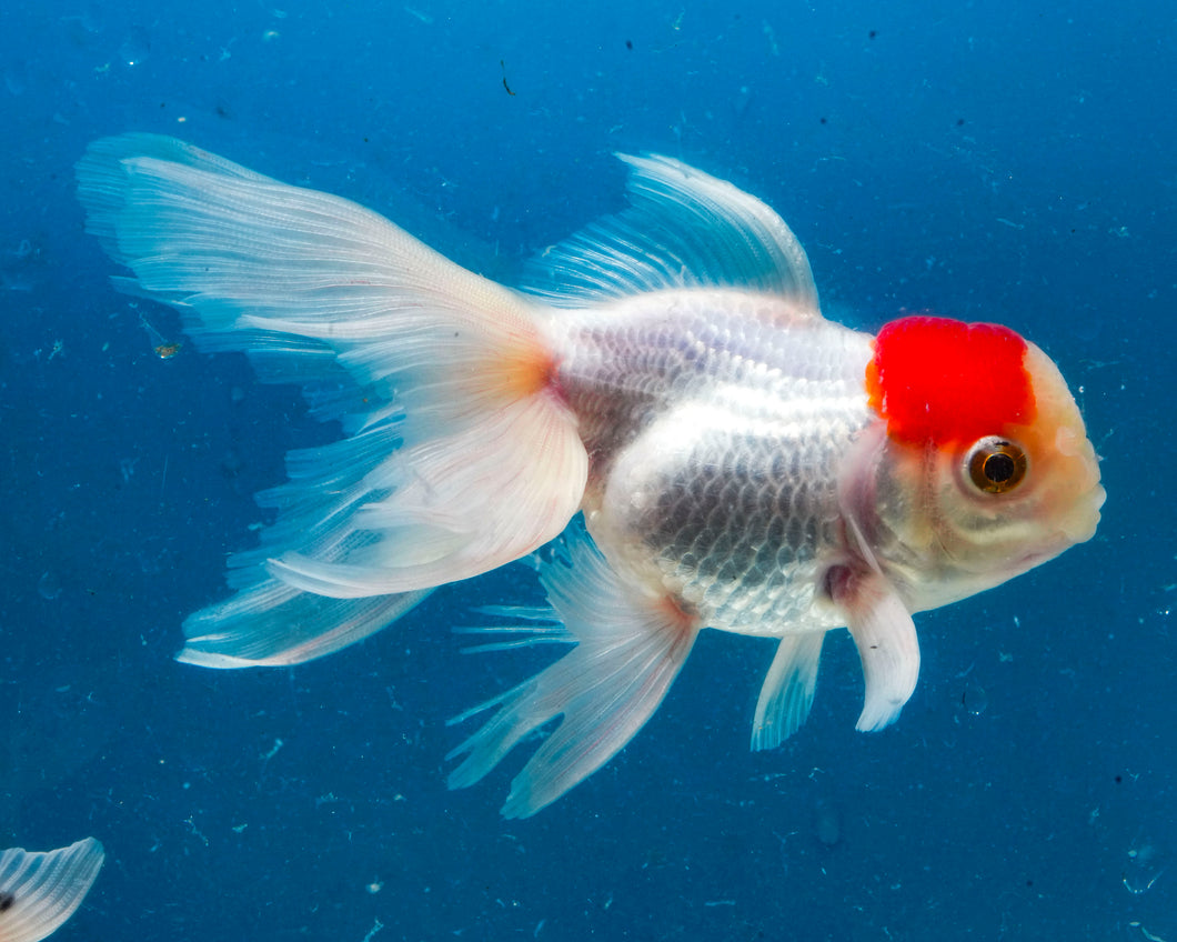 Red Capped Oranda Goldfish (3.5-4.25 inches)