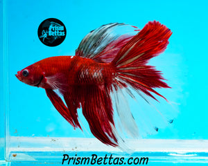 Copper Koi Halfmoon Male