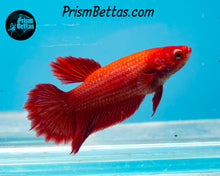 Load image into Gallery viewer, Red Halfmoon Female