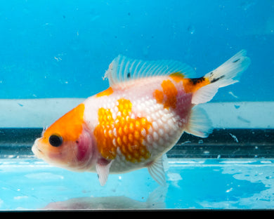 Sakaru Pearlscale Goldfish (3.5-4.25 inches)