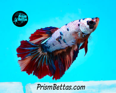 Rainbow Marble Halfmoon Female
