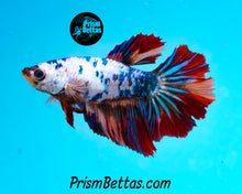 Load image into Gallery viewer, Rainbow Marble Halfmoon Female