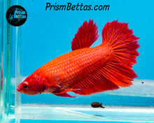 Load image into Gallery viewer, Red Halfmoon Female