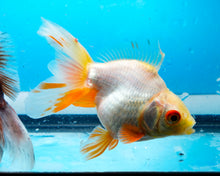 Load image into Gallery viewer, Red and White Fantail Goldfish (3.5-4.25 inches)