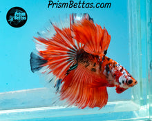 Load image into Gallery viewer, Orange Galaxy Koi Halfmoon Male